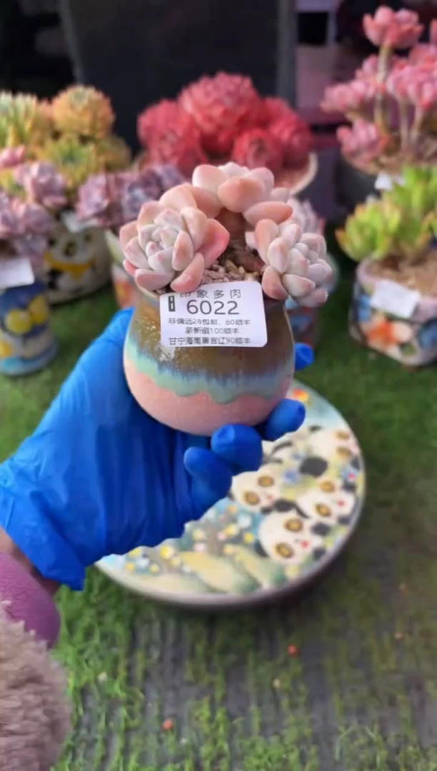 昆明印象多肉6022