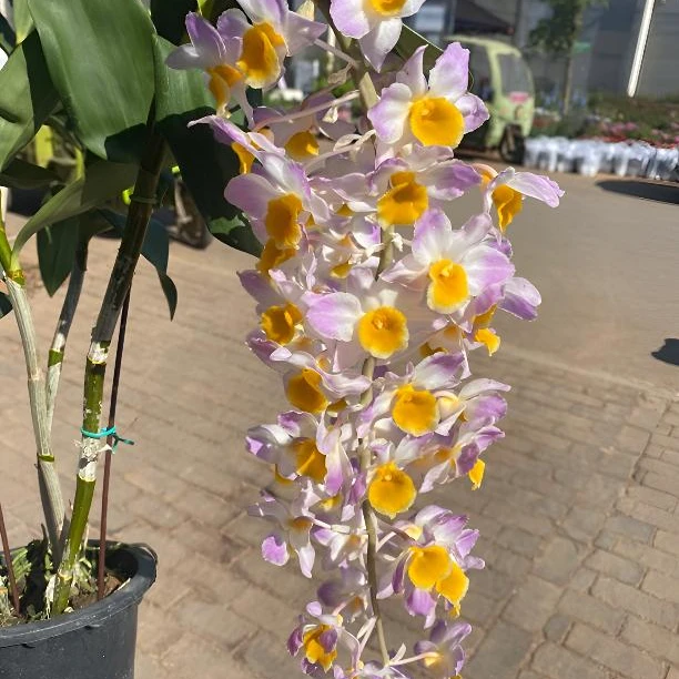 红灯笼石斛兰盆栽室内外好养紫粉色石斛花阳台客厅庭院多年生石斛