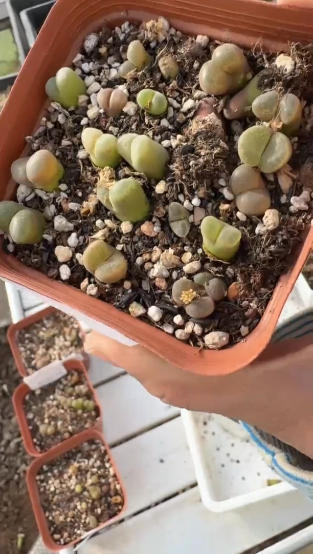 18-166多肉植物肉锥