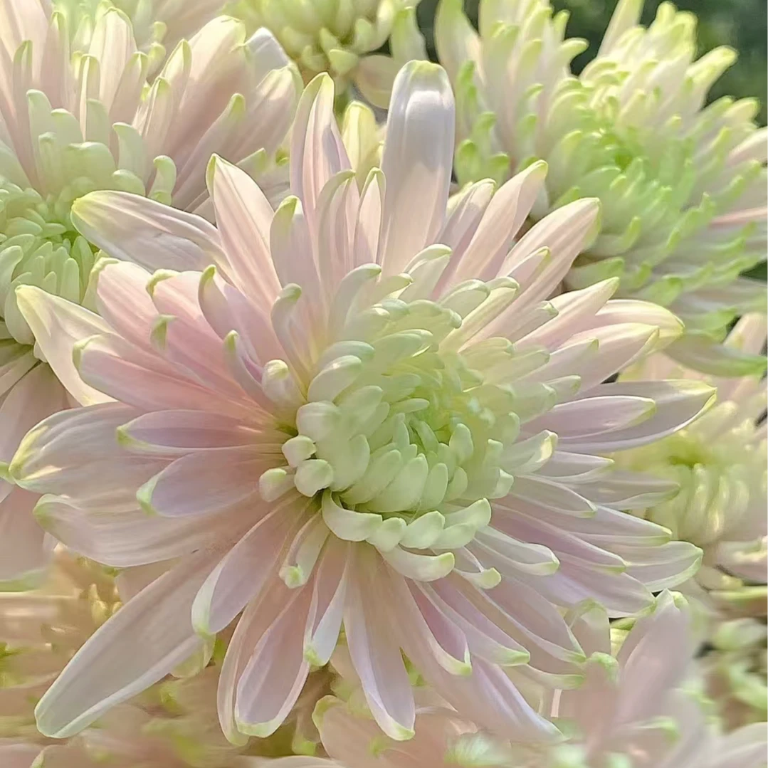 A级稀有多头安娜粉绿烟花菊10支