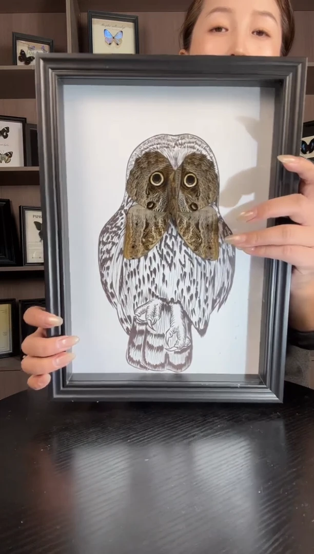 实木竖款猫头鹰环蝶（蝴蝶装饰画A4框）