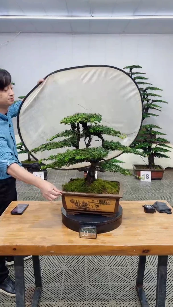 无花朵造型盆景一物一拍