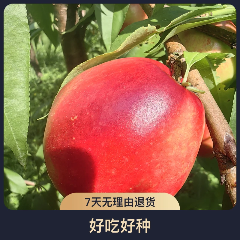 黑涞妹醉桃树红皮黄肉脆甜678早中晚熟油桃嫁接枝条好吃好种