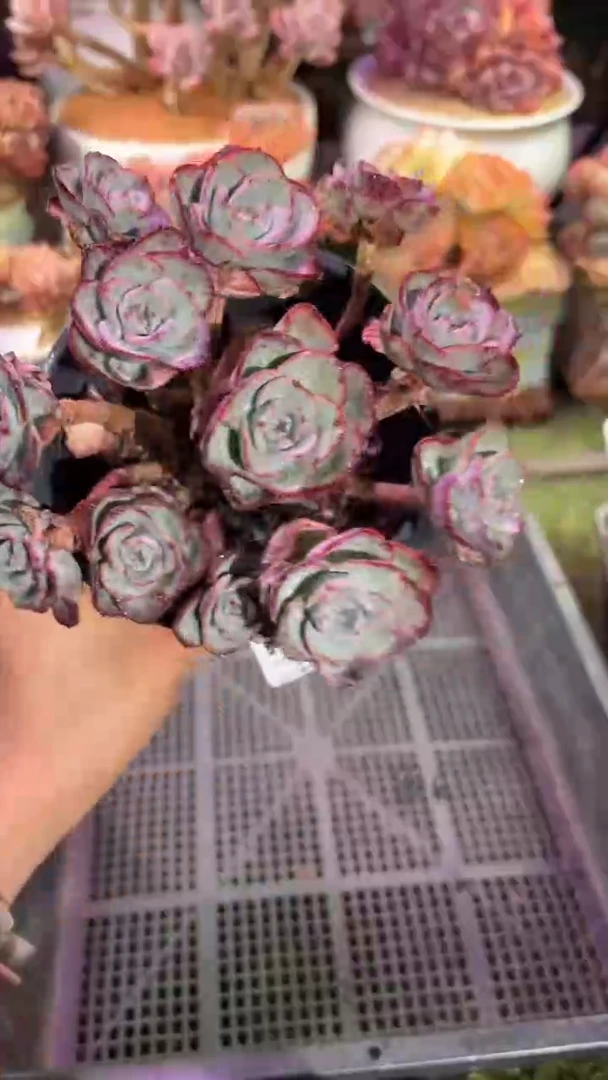 【闪购商品】09158