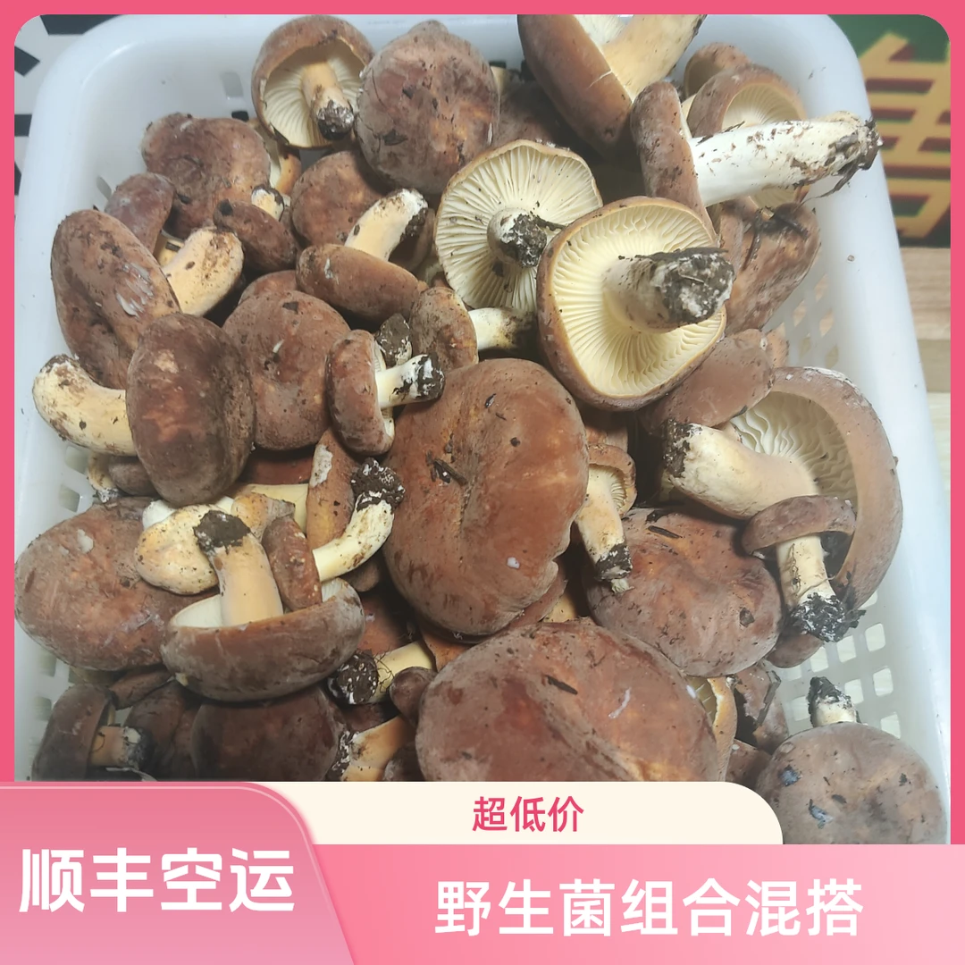 新鲜下山的奶浆、鸡油、鸡枞、黑牛肝、紫葱.5种菌子混搭