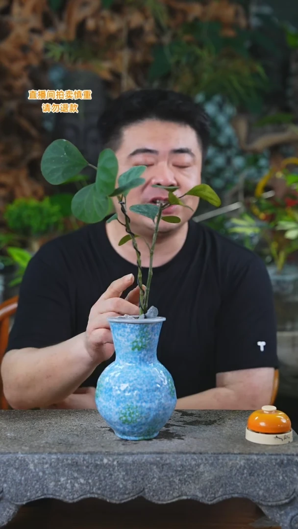 当前无花栽培后可以开花283小盼菩提瓷器瓶T