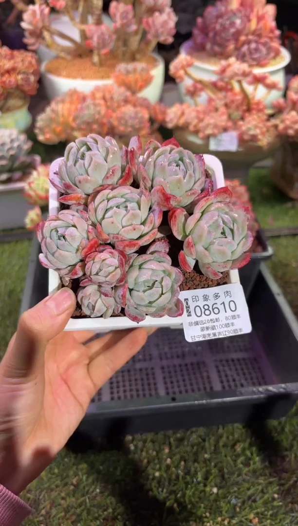 【闪购商品】08610