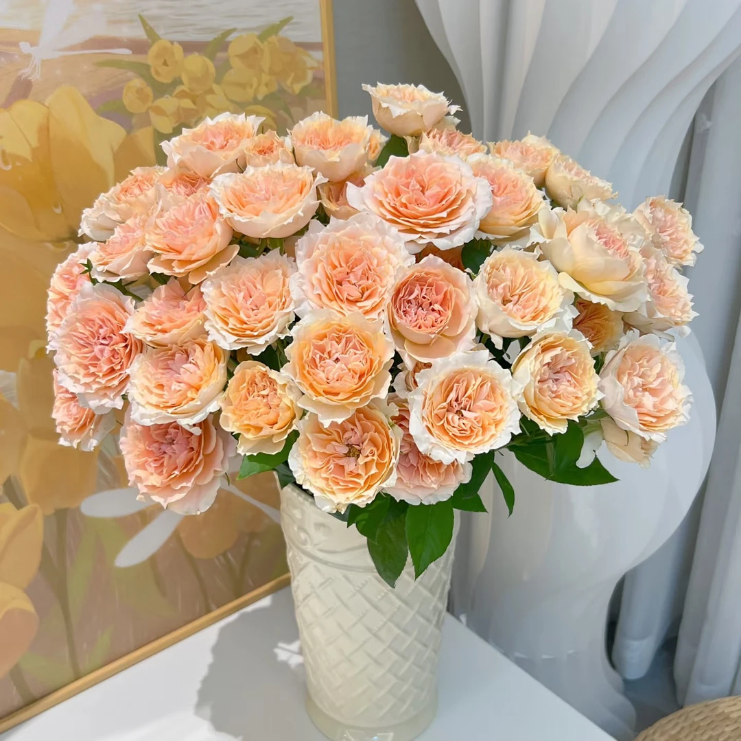 【杏色拉拉队】云南斗南基地现采现发品质好杏色拉拉队多头玫瑰10支
