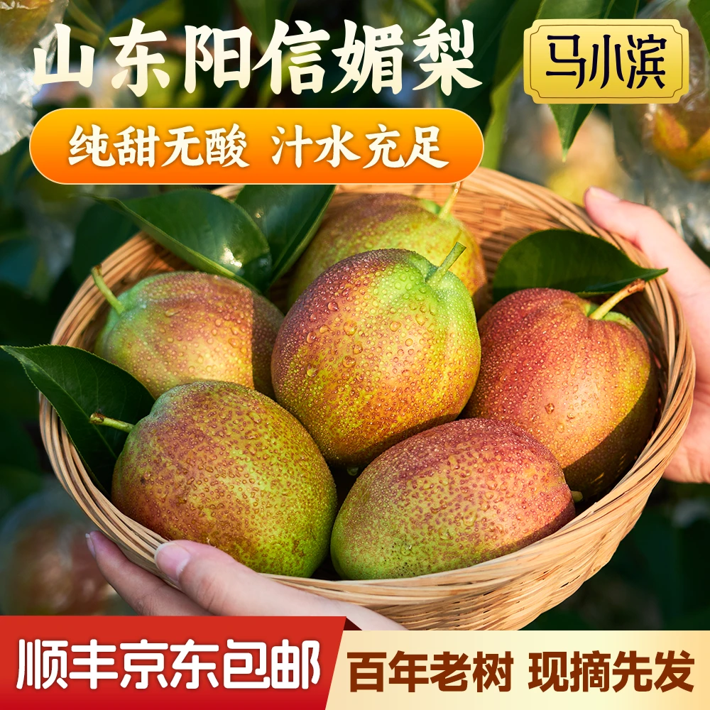 【京东包邮】产地直发正宗山东阳信媚梨7号脆甜多汁中秋送礼