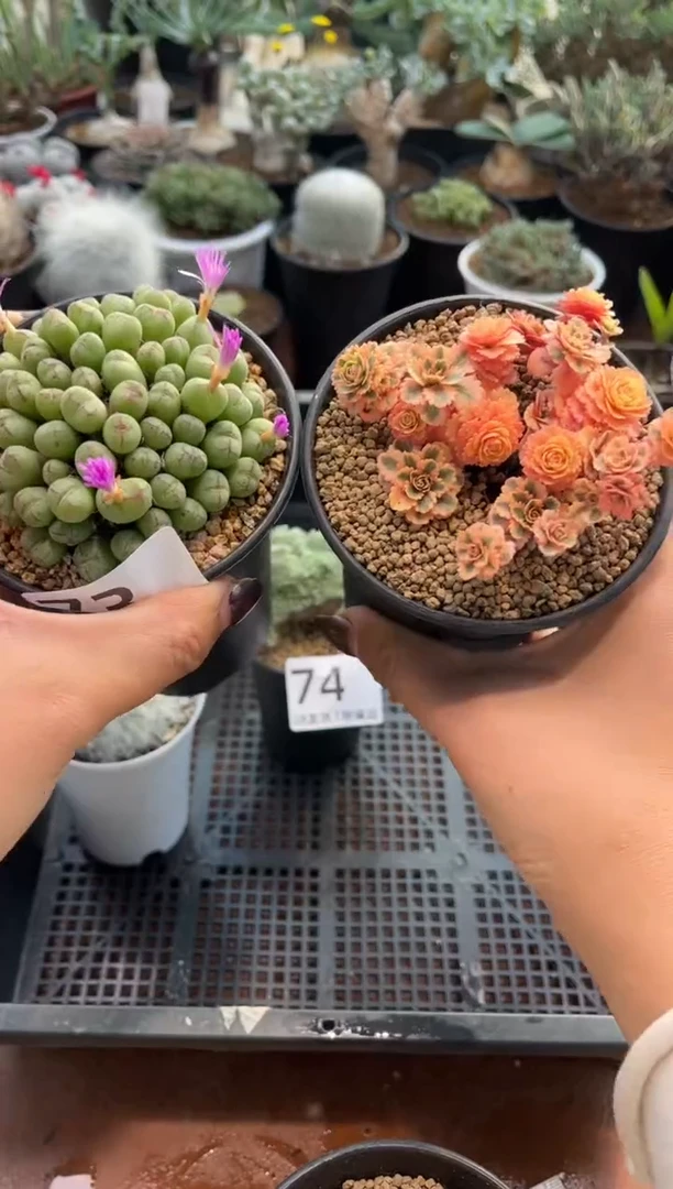 h*ihui 亚特兰蒂斯加猴群带盆