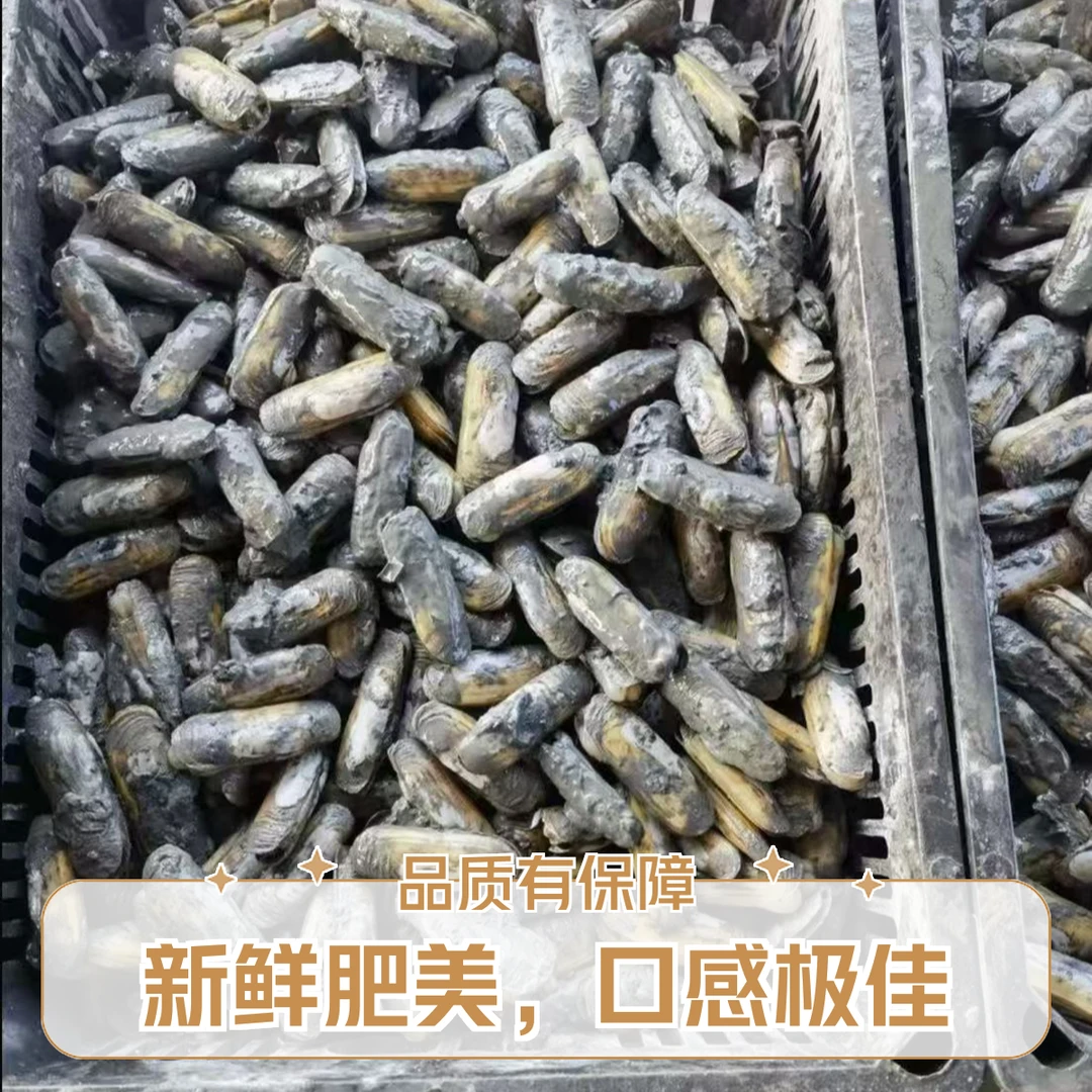福清海口新鲜蛏现挖现发全干原蛏不注水