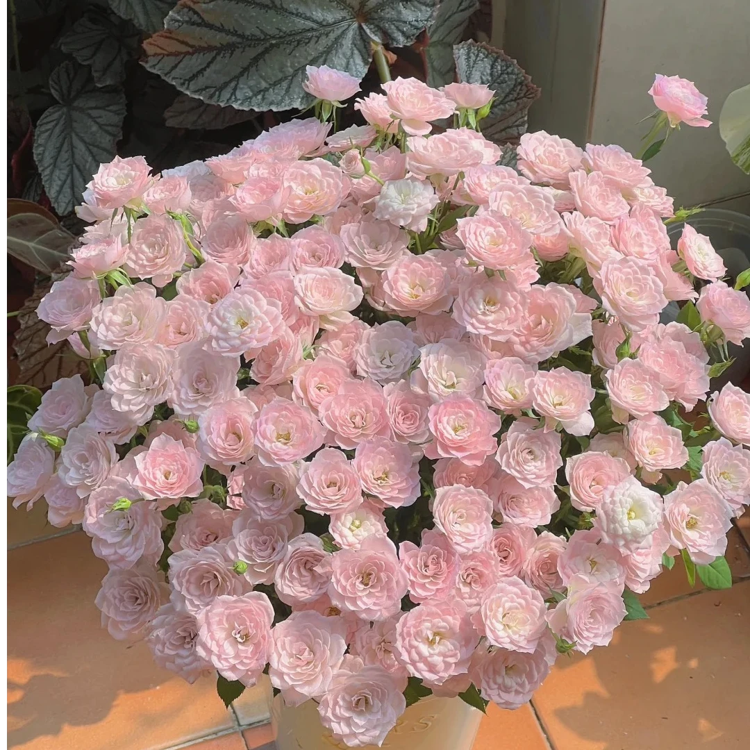 完美甜蜜【高级多头】微型花，该品不耐运输，请凑单升级快递保护花花