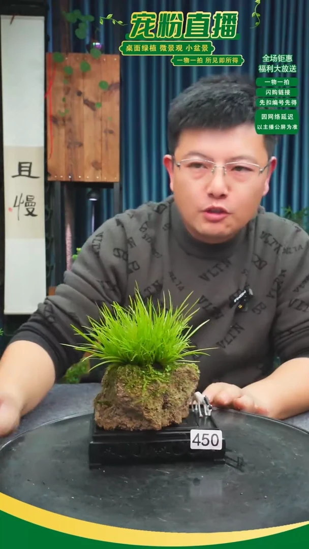 无花朵南**隅苔藓微景观450号