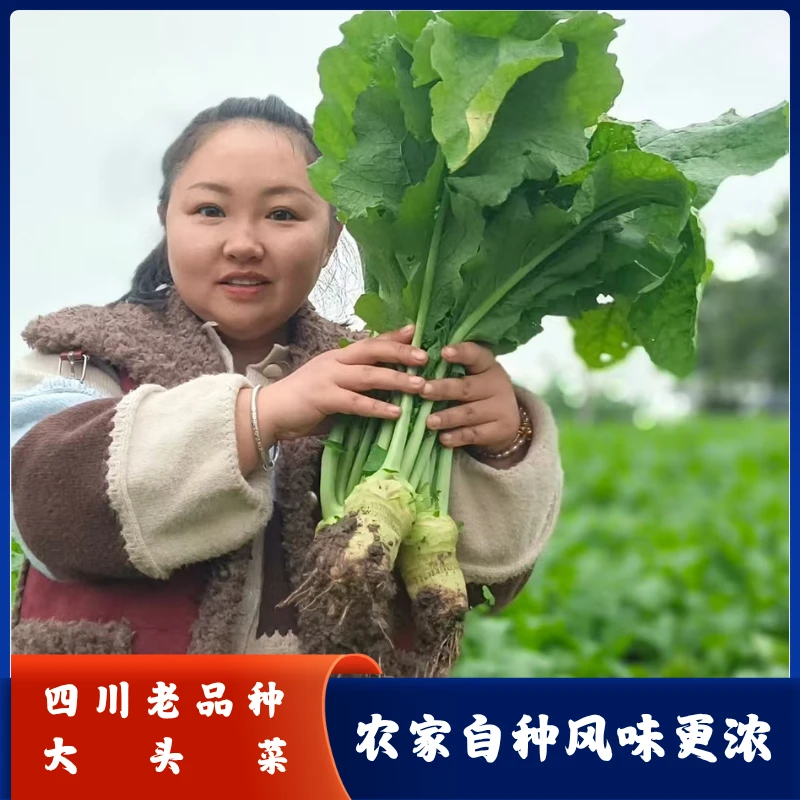四川大头菜老品种芥菜疙瘩腌制凉拌爆炒炖煮更香更脆