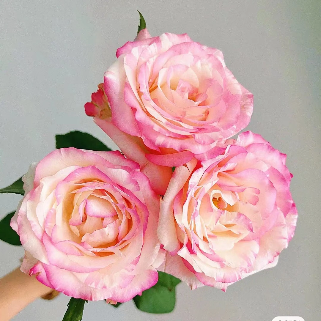 霓裳玫瑰10枝，一单中通包邮，两单升级顺丰冷链！