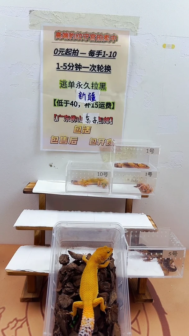 豹纹守宫豹纹守宫幼苗亚成体成体肥尾