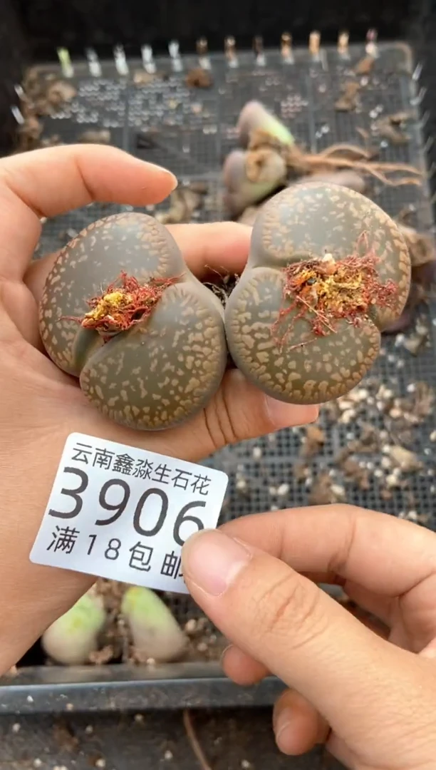 3906特价日轮玉有疤瑕疵发货1颗