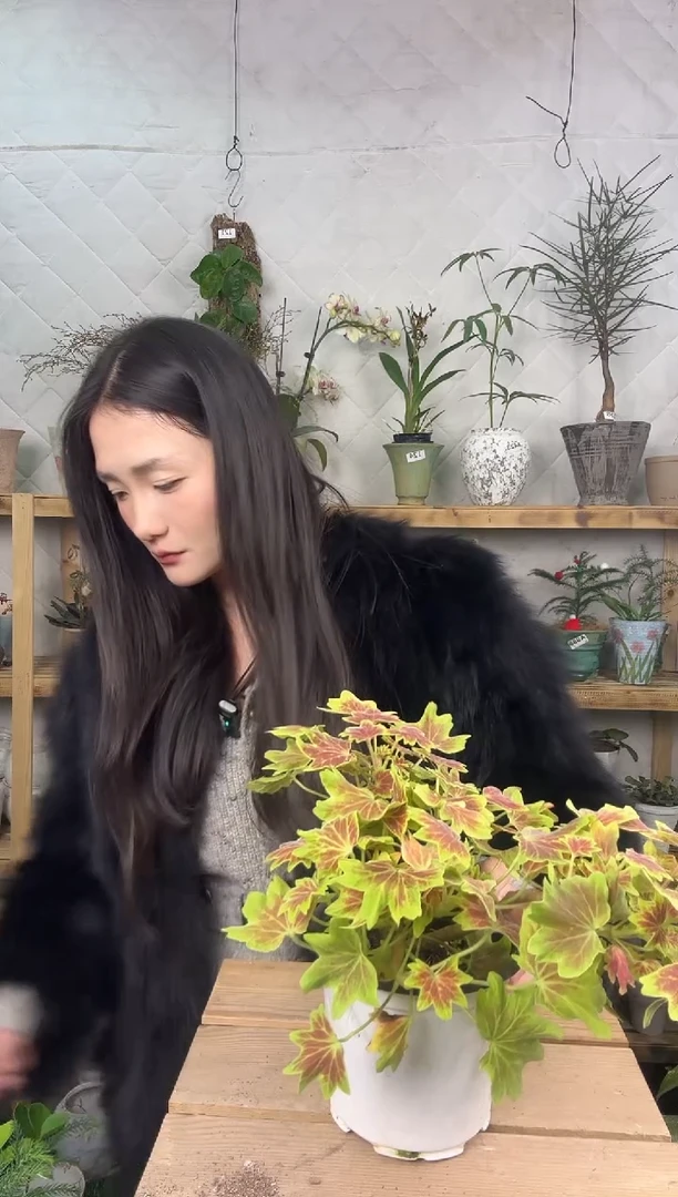 无花朵枫叶天竺葵育苗盆126