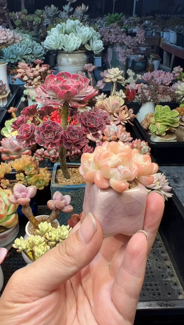 菀****…589             不带盆