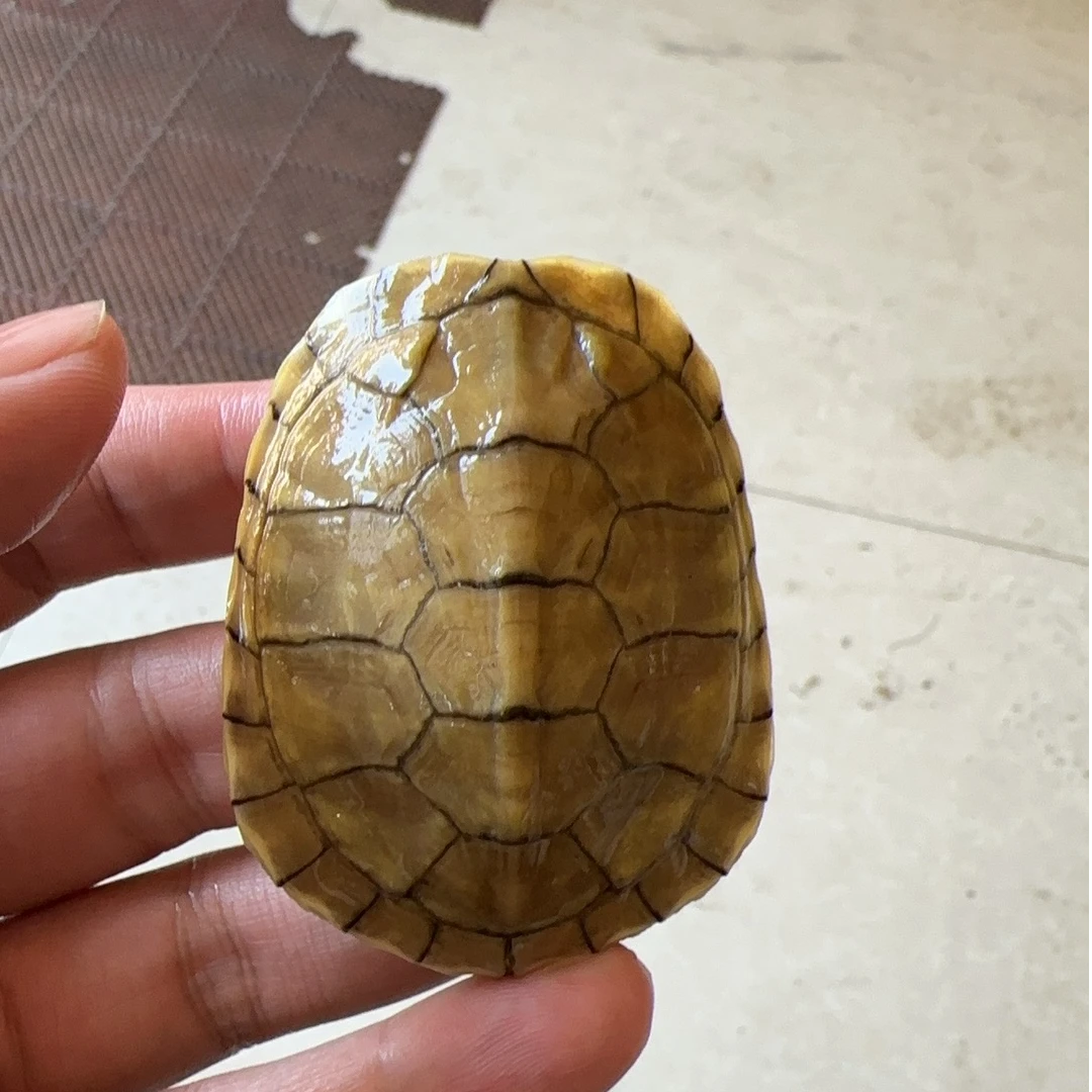 小青龟  水锈青 观赏宠物龟 乌龟新手龟入手龟好养乌龟鱼缸龟