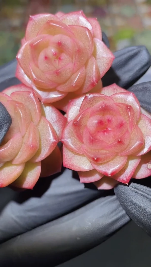 闪购2569 粉翡多肉一颗   3-3.5厘米