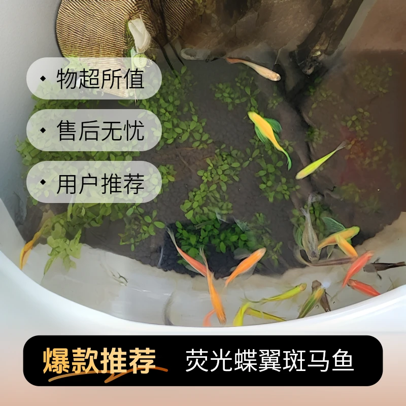 【荧光基因】蝶翼蝶翼斑马鱼群游特效 自来水混养荧光糖果色斑马