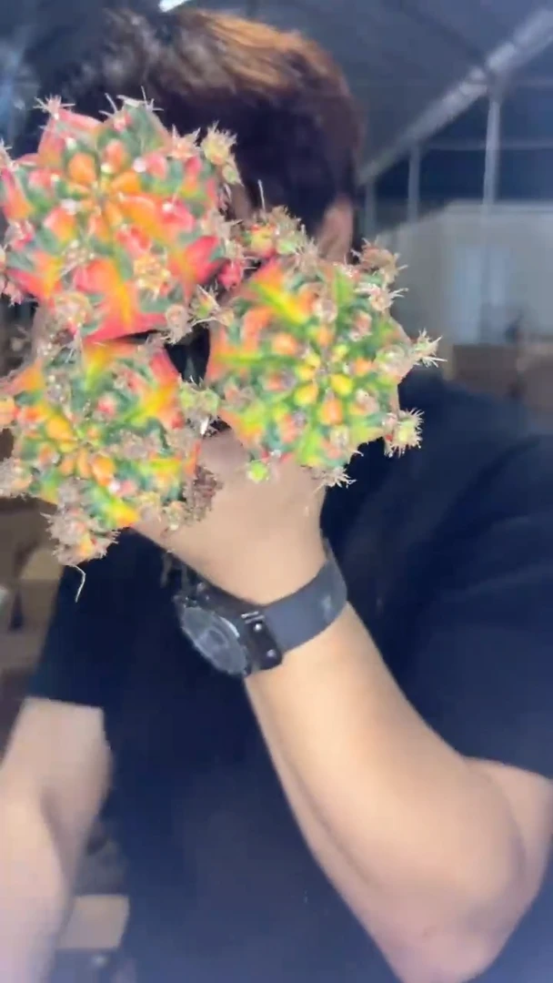 3颗光辉牡丹【嫁接】