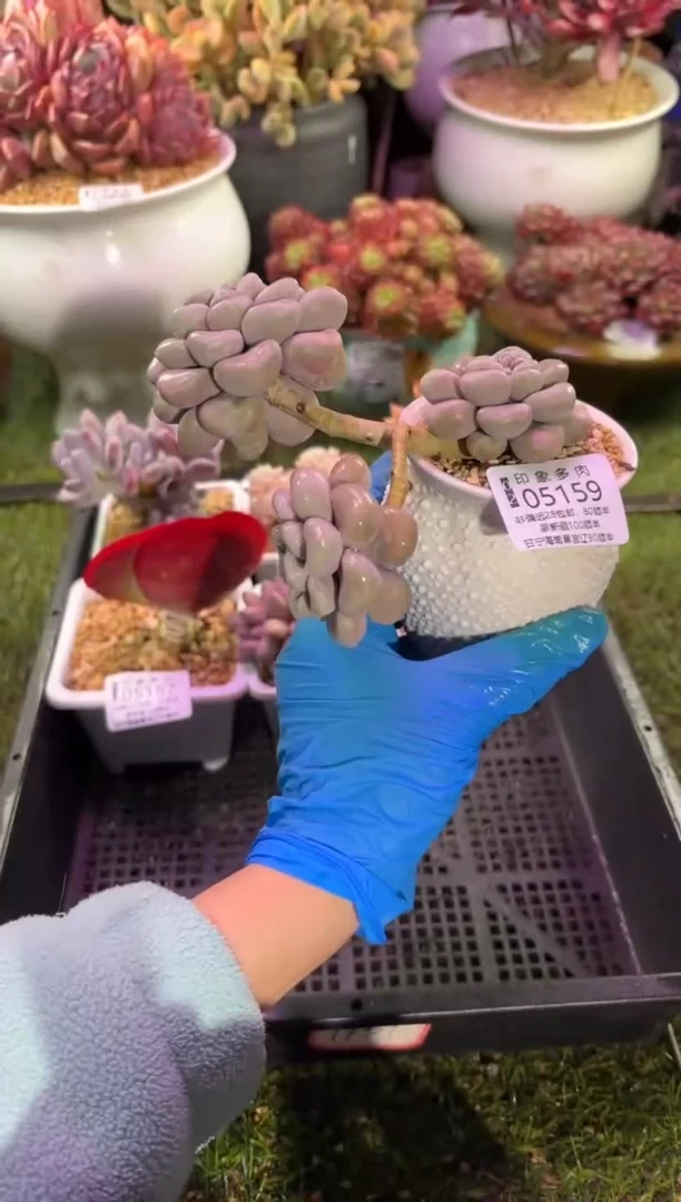 【闪购商品】05159脱土带盆