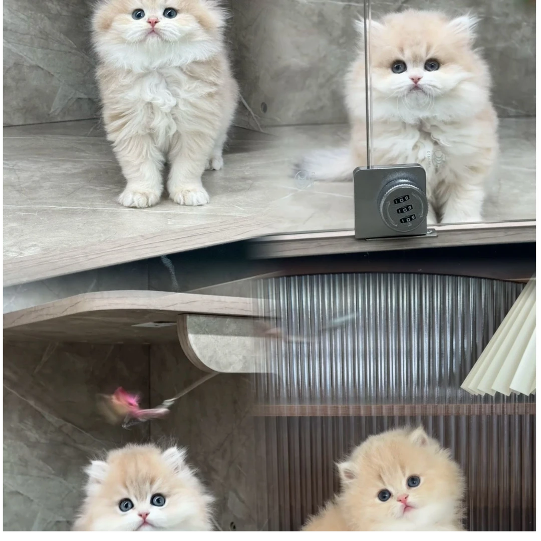 （郑州糯米猫舍）小猫咪活体