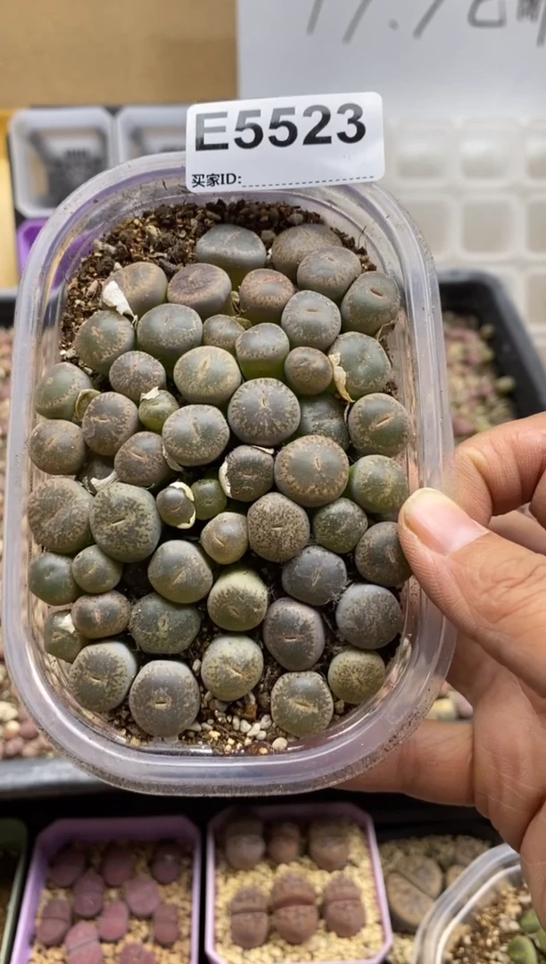 5523直播一物一拍