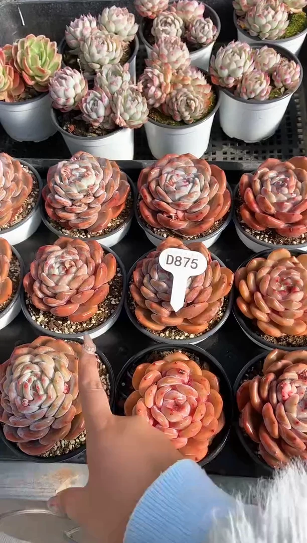 【闪购商品】D875-橙梦露母本脱土发(量拍）