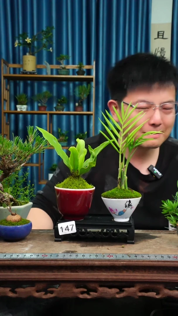 无花朵苔藓微景观147号