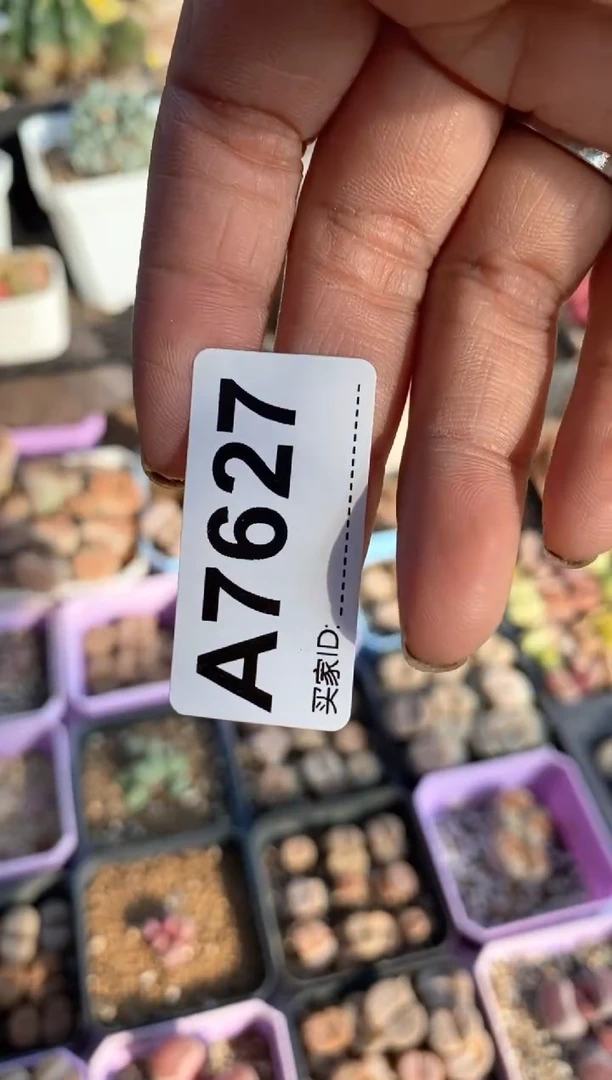 【闪购商品】7627直播一物一拍