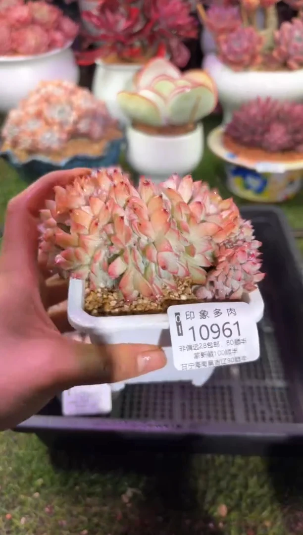 【闪购商品】10961