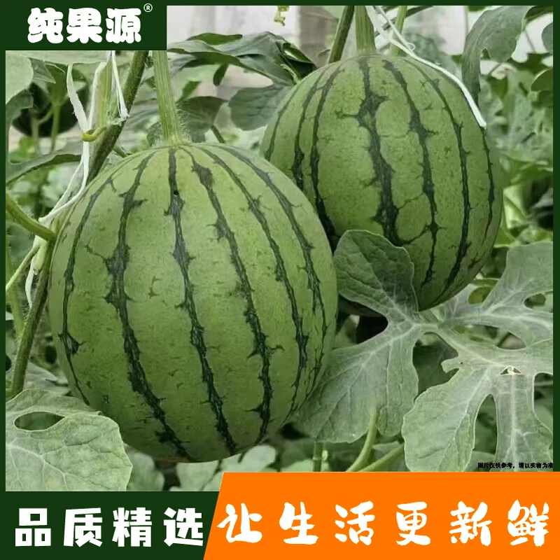 【纯果源小时达】小糖丸西瓜【一颗装/约2-2.5斤，2.5-3斤，3-3.5斤，3.5-4斤，4-4.5斤，5-5.5斤】甘肃省