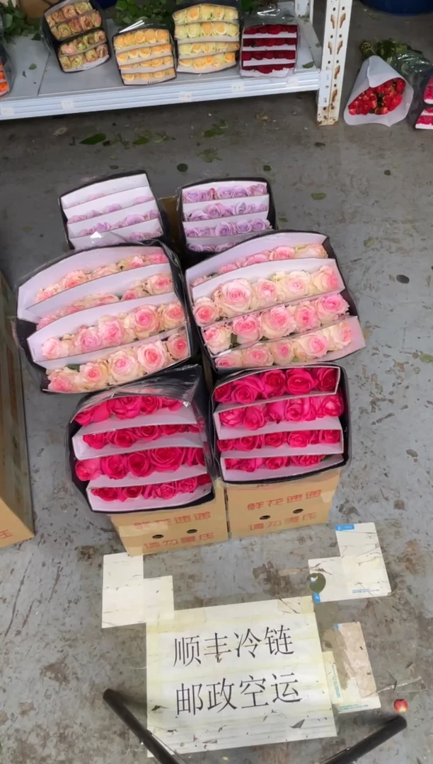 佛洛依德20枝+洛神20枝+ 海洋之歌20枝