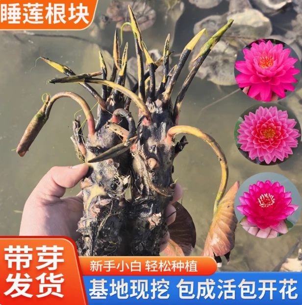 （凯莲苑）清塘睡莲花苗鱼缸睡莲根块盆栽水培植物庭院大小睡莲苗