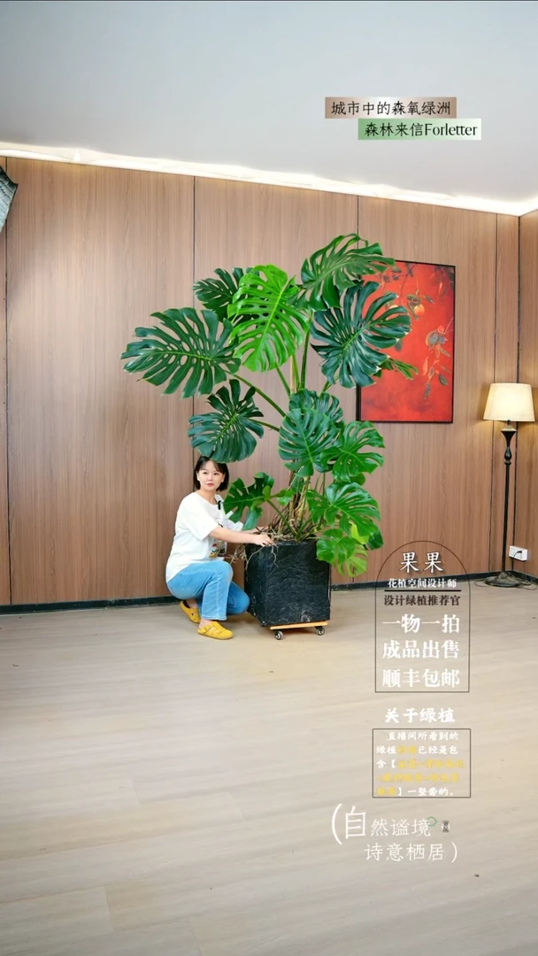 不开花植物A****米巨型老桩龟背竹成品一整套