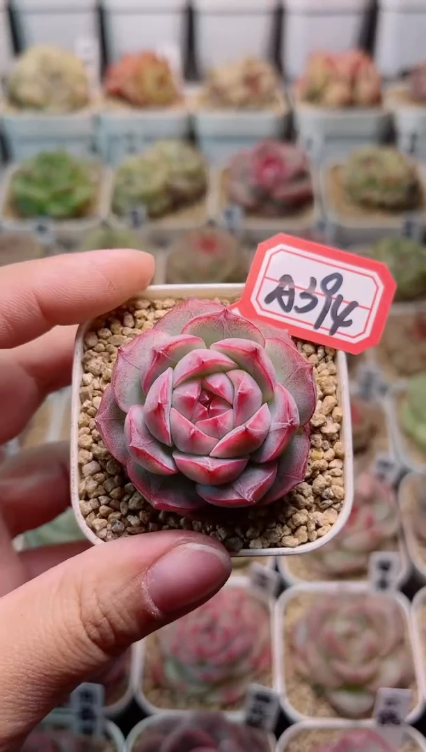 【闪购商品】A394云鹤一物一拍