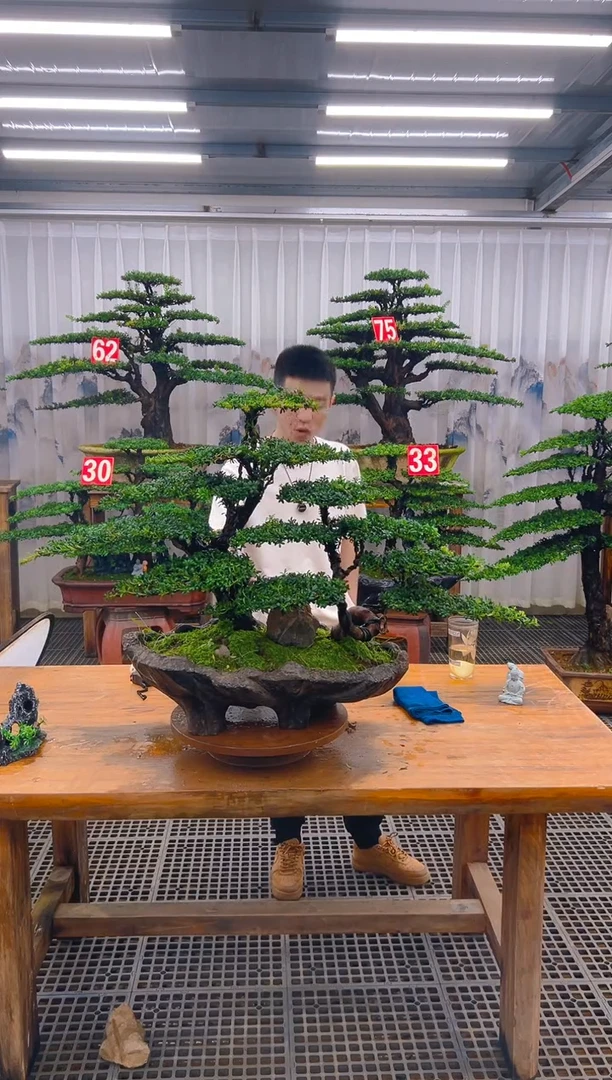 无花朵彼****9精品盆景直播间一物一拍