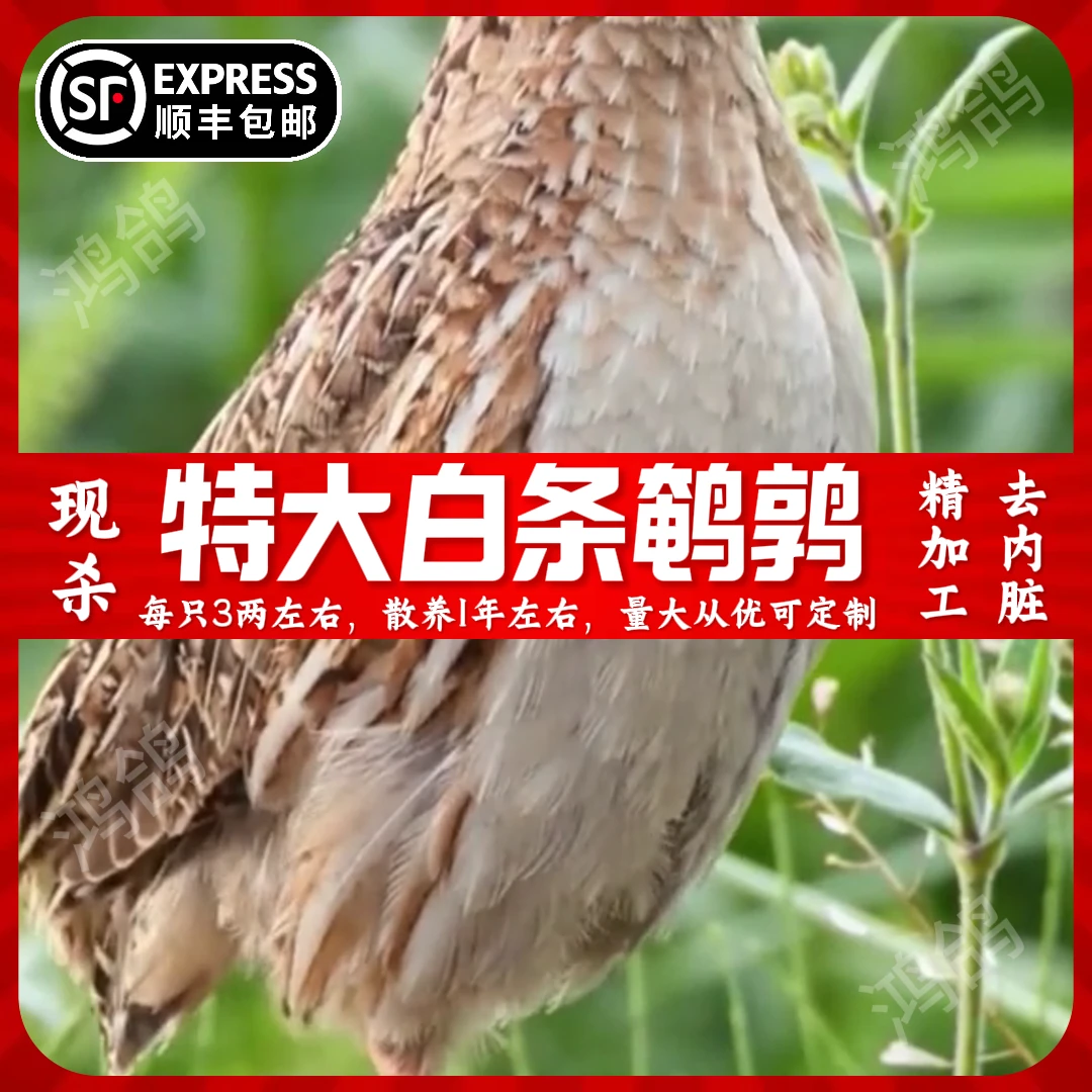 【10只链接】大号新鲜鹌鹑冰鲜发货去除内脏白条鹌鹑油炸烧烤