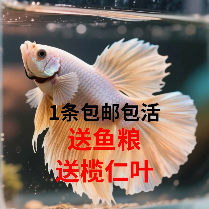 （板四）阿豪斗鱼五彩观赏鱼直播选号 五彩观赏鱼 活体发货