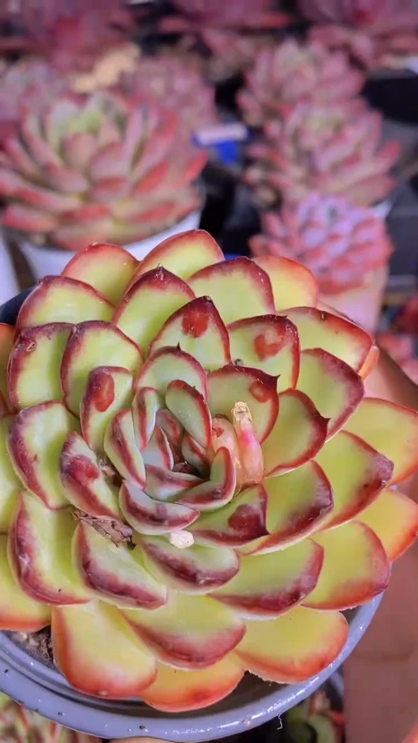 B61-灵珠单头（量拍）