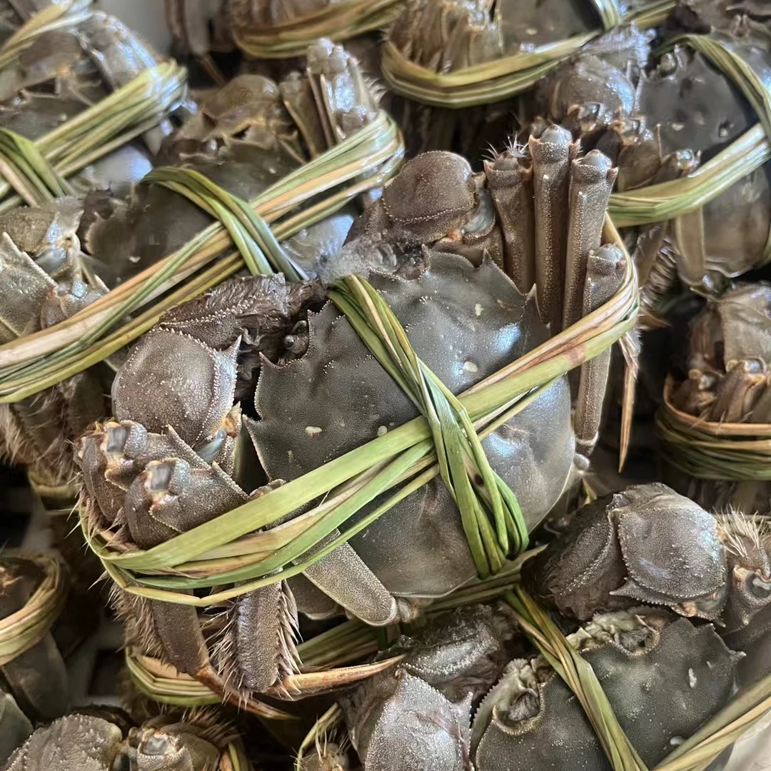黄河口大闸蟹精品8只(2两的母）礼盒装
