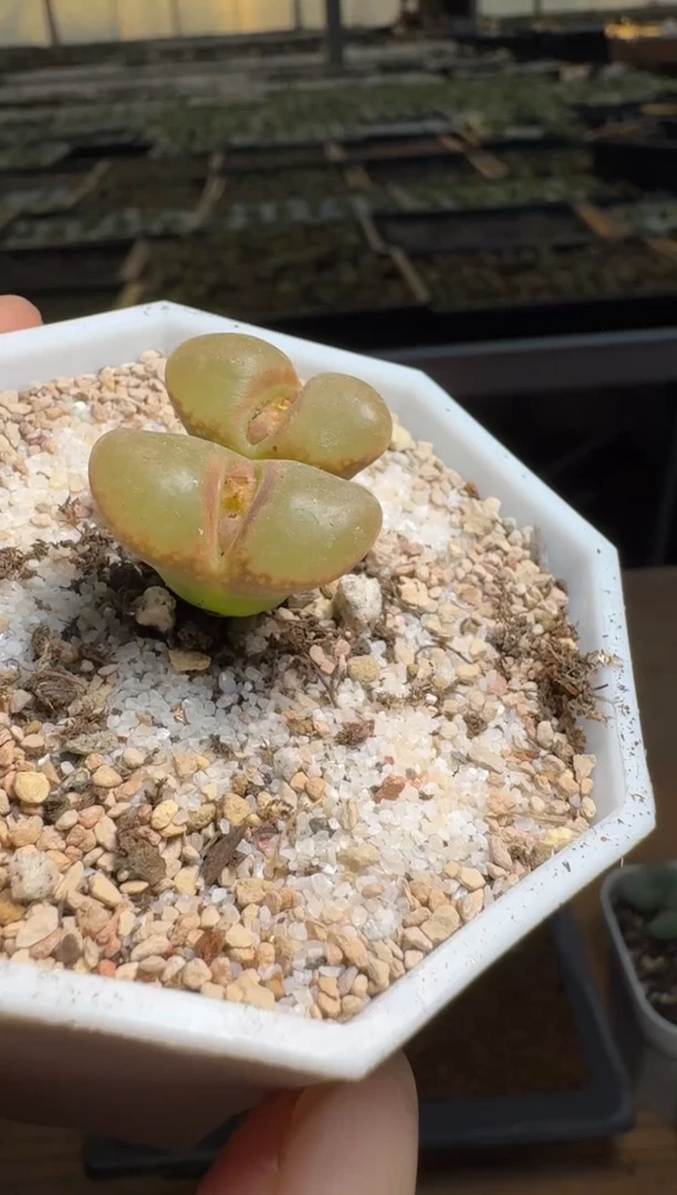 【闪购商品】15-233