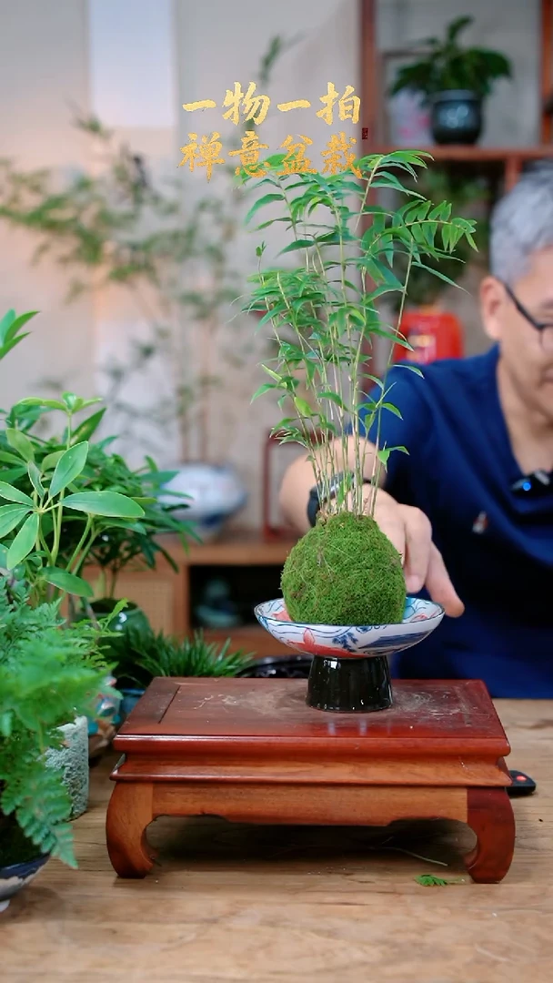 完全开放七**团米竹595