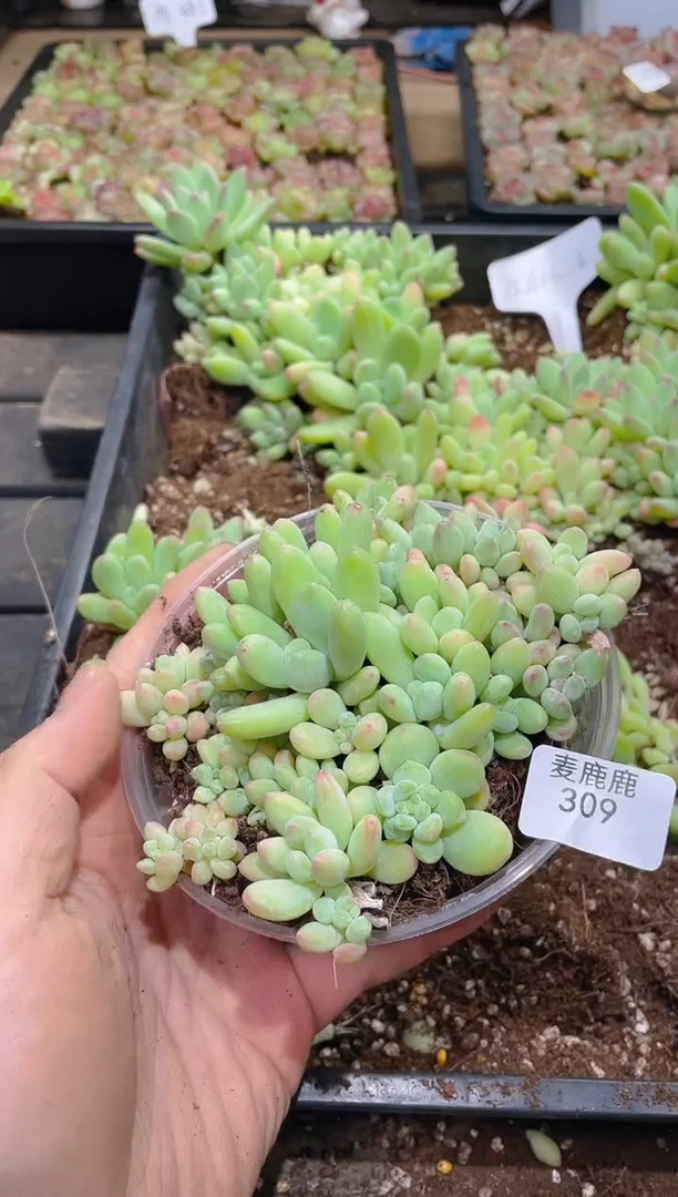 309森林之星     量拍