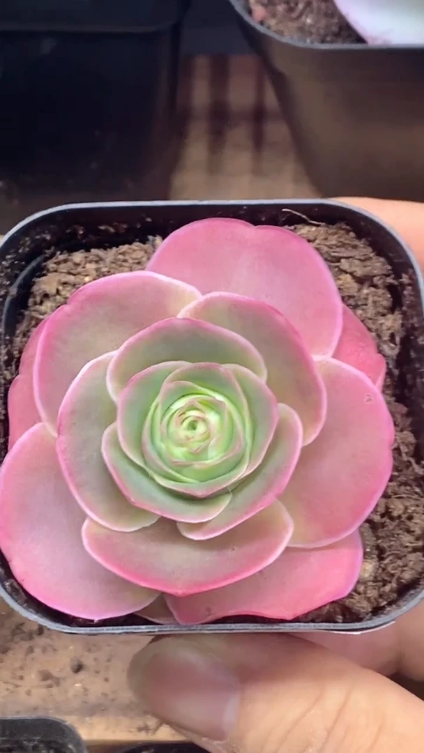 楹楹山地玫瑰/255