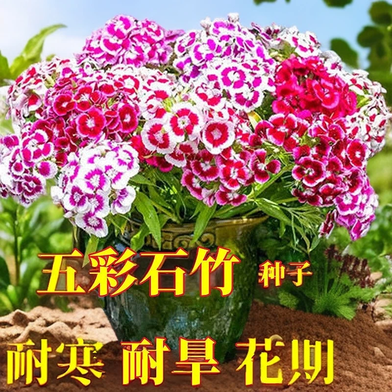 五彩石竹花种籽子欧石竹初吻四季易活耐寒盆栽美国常夏石竹花种子