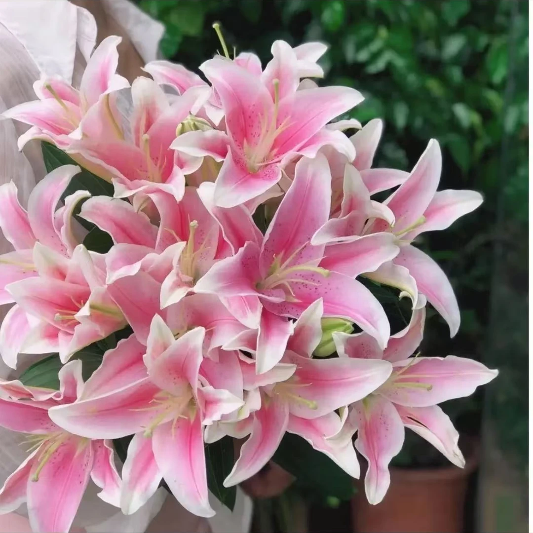 【百合花盆栽】阳台庭院进口春季裸球单瓣重瓣清新植物花卉